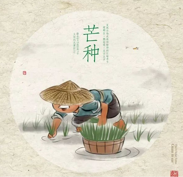 芒種時節，習俗不“盲”-91视频官网APP91视频网站免费機