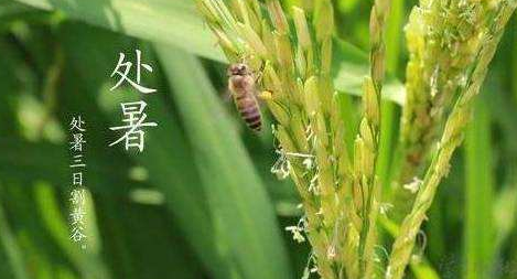明日處暑，秋涼漸至-91视频官网APP91视频网站免费機